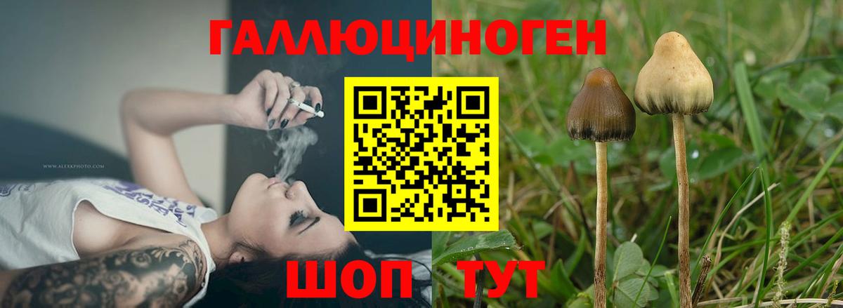Псилоцибиновые грибы прущие грибы  Вход с VPN  Майкоп 
